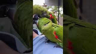 Parrot love 💕youtubeshorts parrot trending [upl. by Keenan]