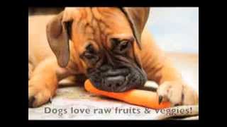 Natural Healthy Dog Food 5 Tips To Overcoming Picky Eating Habits [upl. by Rimola]