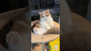 Tingkah lucu kucing part19 fypシ゚viral funny viralshort kucinglucu [upl. by Torrance803]