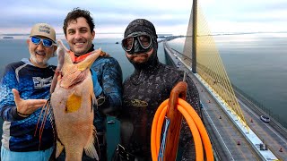 Spearfishing Tampa Bay  Hogfish Catch amp Cook [upl. by Ardnat808]