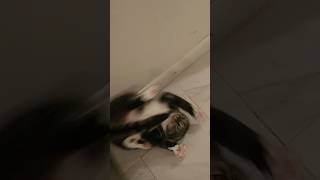 Escape artist cats tabbycat funny [upl. by Rediah411]