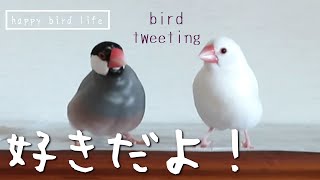 さえずりは愛を伝えるためにあるんだ【文鳥のさえずり】【Lovebirds Tweeting and Chirping】 [upl. by Ocirne]