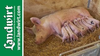 Bio Schweinestall – Teil 1  landwirtcom [upl. by Noiztneb]