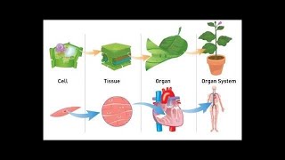 Organisation Of the Organism IGCSE Biology [upl. by Stodder544]