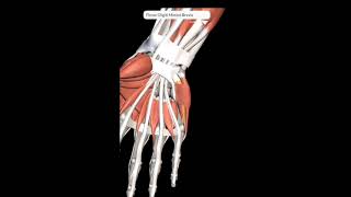 Hypothenar Muscles I Attachments nerve supply amp action I Hypothenar Eminence I 3D muscles anatomy [upl. by Ruberta]