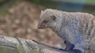 Mongoose  The Story Of An Unlikely Predator Documentary  ​⁠NaturesEye11 shorts [upl. by Eanert]