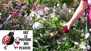 chaine de jardinage Œillet de poète Comment faire un semis Plantes vivaces méditerranéenne [upl. by Chong]