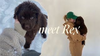 VLOG picking up our 10 week old newfoundland puppy  touring a house [upl. by Fisk]