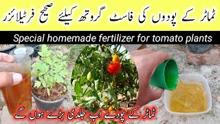 Free homemade organic liquid fertilizer for tomato plants  Tamatar ke podon ki Sahi khaad [upl. by Siegfried]