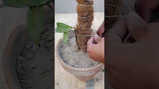 Moss stick for plants at home remix music mossstick moneyplant gardeningtips shorts youtube [upl. by Gasper]