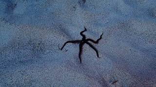 brittle star moviing on sand [upl. by Cummins]