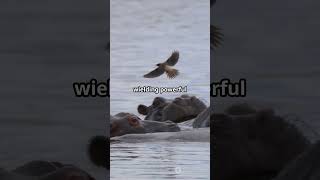 Crocodile vs Hippopotamus Who Wins animals wildlife facts mammals elephant [upl. by Peacock645]