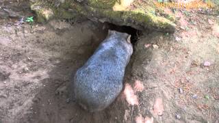 Wombat Weibchen Roxy im Zoo Duisburg [upl. by Derrick]