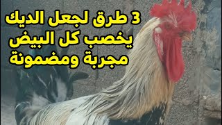 3 طرق لجعل الديك يخصب كل البيض مجربة ومضمونة البيض عندالدجاج هيبقى كله مخصب 100 الطرق كلهامن البيت [upl. by Eilahtan]