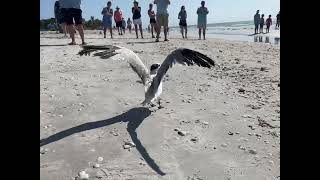 Royal Tern 22275 Release [upl. by Leeann645]