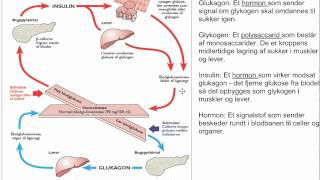 blodsukker bio Cavi [upl. by Namlak]