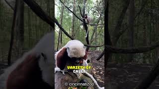 Discover the Sifaka│Madagascars Leaping Lemur with Amazing TreeHopping and Dancing Skills [upl. by Ginder]