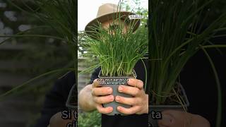 Comment avoir une belle ciboulette même sans jardin cuisine jardin permaculture herbes [upl. by Wylie]