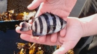 Japanese tsunami fish arrives in boat on Washington coast [upl. by Oznola314]