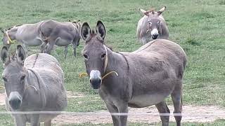 Livestock Guardians the Donkey [upl. by Jat483]