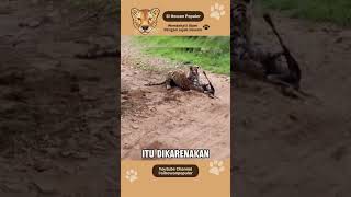 Harimau bernama Sultana T107 Asal India hewan hewanbuas shortvideo [upl. by Caye]