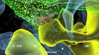 How Synapses Work [upl. by Arykat]