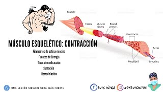 Fisiología de la contracción muscular esquelética ¡super resumen [upl. by Hgielram]