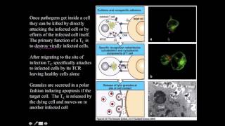 Cytotoxic CD8 T cell [upl. by Hsepid]