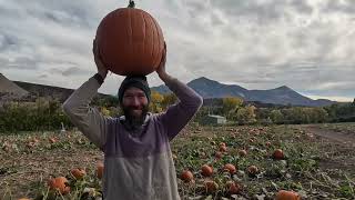 How to make a Pressed Flower Pumpkin [upl. by Eusassilem]