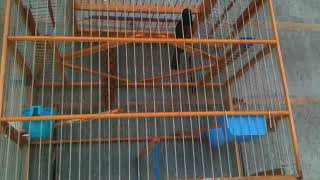 Trini bullfinch 2017 3rd black teacher perfect roll bird by Shaffmaster [upl. by Ingold]