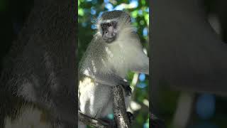 Vervet Monkey ALARM CALL for Predators [upl. by Eliak]