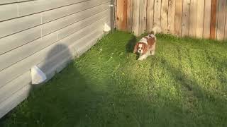 Cavalier king Charles spaniel barking [upl. by Notsirb]