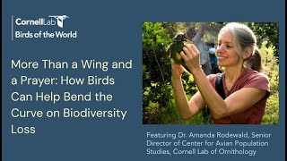 How Birds Can Help Bend the Curve on Biodiversity Loss feat Dr Amanda Rodewald  Birds of the World [upl. by Asylem38]