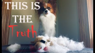 The Tragic Death of A Dog Toy  Percy the Papillon Dog [upl. by Currie882]