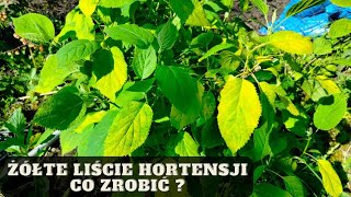 Dlaczego liście hortensji żółkną żółknące liście hortensji co zrobić [upl. by Lasyrc510]