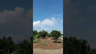 FARM Lot at Tiaong Quezon 15M mo may farm kana contact 09304263528 [upl. by Norahs]