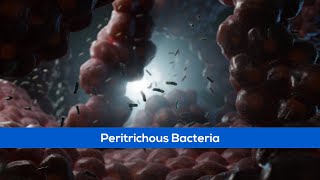 Peritrichous Bacteria  Scientific Animations [upl. by Einnaj553]