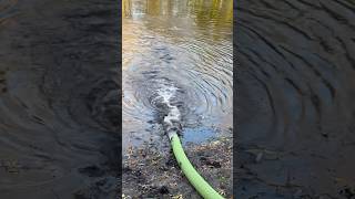 Pumping water into a pond from a tanker truck pond water satisfying tanker [upl. by Ahras697]