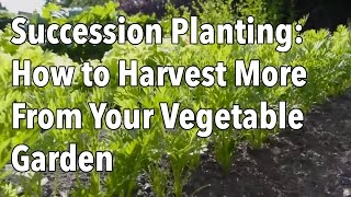 Succession Planting How to Harvest More From Your Vegetable Garden [upl. by Feer]