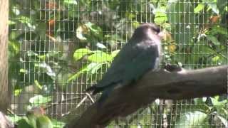 Oriental Dollarbird Eurystomus orientalis [upl. by Junna344]