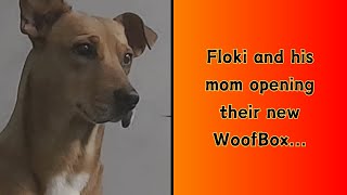 FLOKI AND HIS MOM OPENING THEIR NEW WOOFBOX [upl. by Domonic]