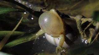 Upland Chorus Frog [upl. by Haronid]