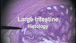 Digestion Histologymov [upl. by Agnimod]