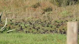 Storno Sturnus vulgaris 2024 16 nov [upl. by Adlare195]