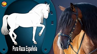 CABALLO PURA RAZA ESPAÑOLA caballos muy elegantes con aires altos RAZAS DE CABALLOS [upl. by Krenek960]