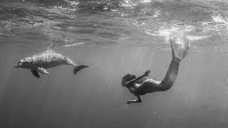 Professional Mermaid Kat swimming underwater with wild dolphins [upl. by Katharine380]