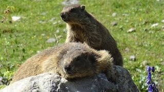 Auf MURMELTIERPirsch mit Günter Nohl in Tirol [upl. by Feune99]