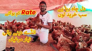 Rate Kum Hogaye Egg Laying Lohmann Brown Chickens [upl. by Ahsenre]