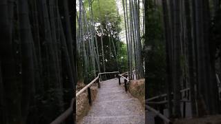 Forêt de bambou Kyoto [upl. by Auahsoj28]