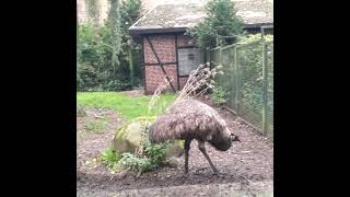 •°Weltvogelpark Walsrode•°EMU [upl. by Cliffes]